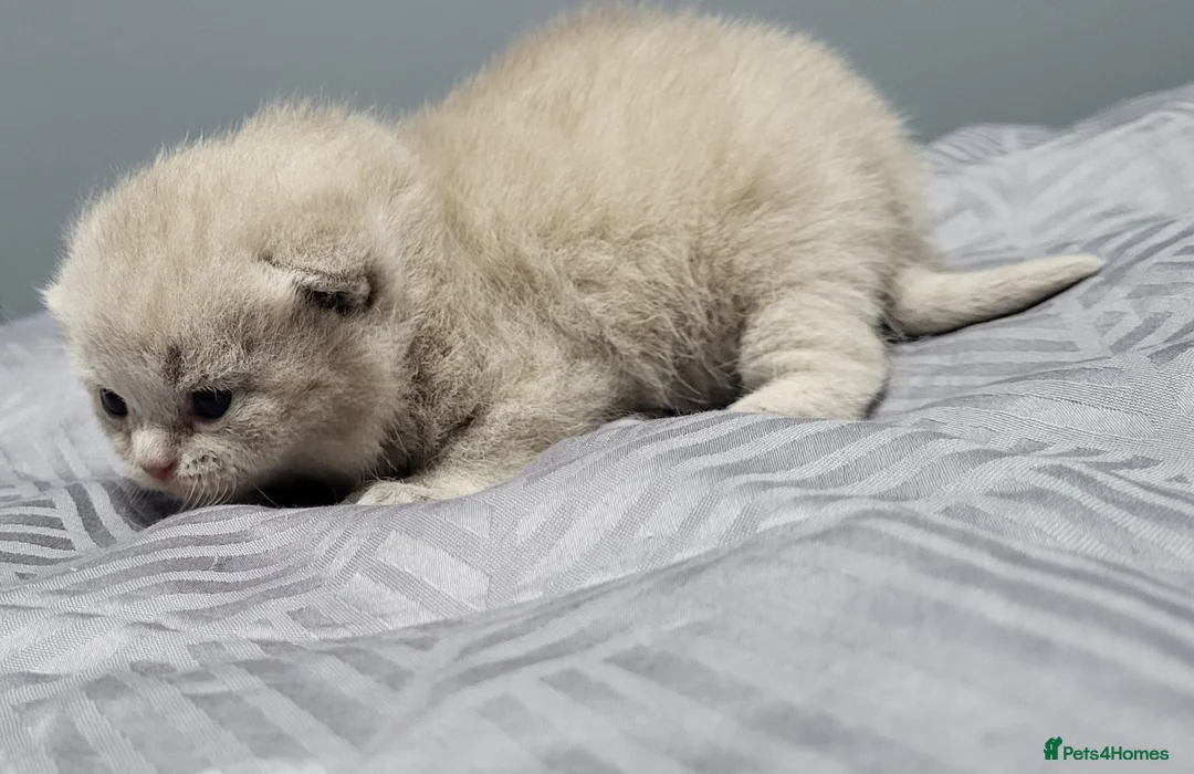 British Shorthair cats for sale: ☆☆ prestige chunky & solid british shorthairs ☆☆ - Advert 1