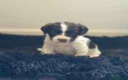 English Springer Spaniel dogs for sale: English springer spaniel pups - Image 5