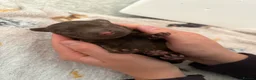 Cocker Spaniel dogs for sale: ❤️ A beautiful litter of tiny cocker spaniels ❤️  - Advert 3