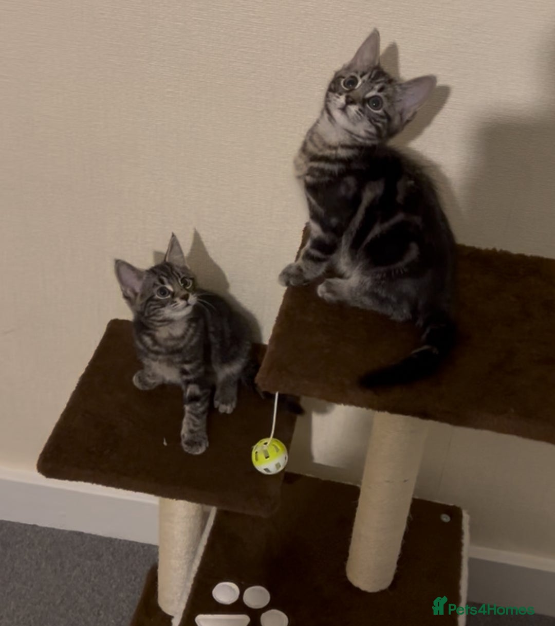 Mixed Breed cats for sale: 2 beautiful playful boys. Stunning tabby markings - Advert 2