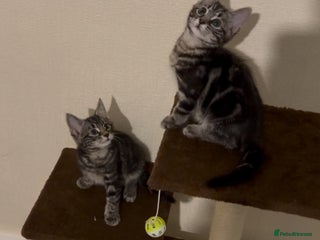 Mixed Breed cats 2 beautiful playful boys. Gorgeous tabby markings - Advert 1