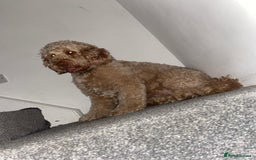 Labradoodle dogs for stud: Mr keith  - Image 2