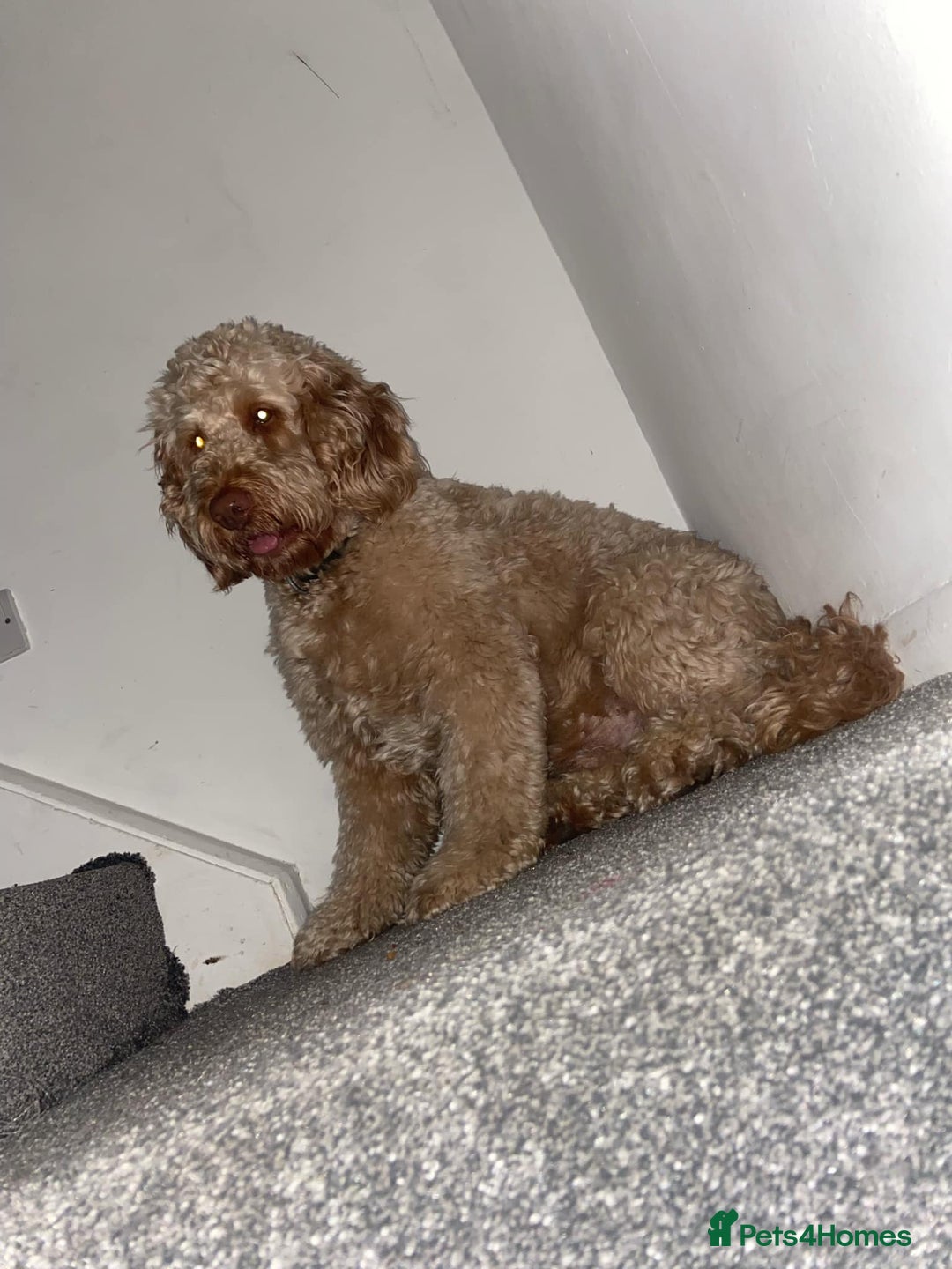 Labradoodle dogs for stud: Mr keith  - Image 2