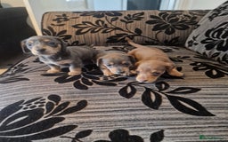 Miniature Dachshund dogs for sale: Adorable Miniture Dachshund  in Paignton - Image 1