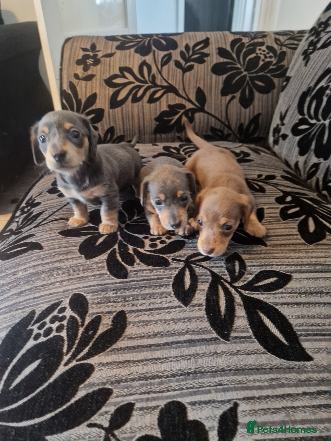 Miniature Dachshund dogs for sale: Adorable Miniture Dachshund  in Paignton - Image 1