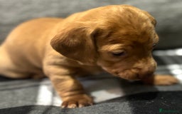 Miniature Dachshund dogs for sale: Beautiful KC Reg Miniature Dachshund Puppies - Image 24