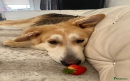 German Shepherd dogs for sale: long haired white sable boy  in Porthcawl - Image 3