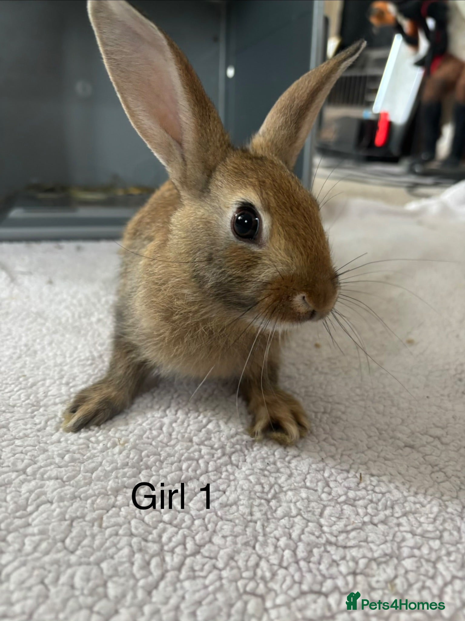 English Lop rabbits Himalayan x lop bunnies  - Advert 1
