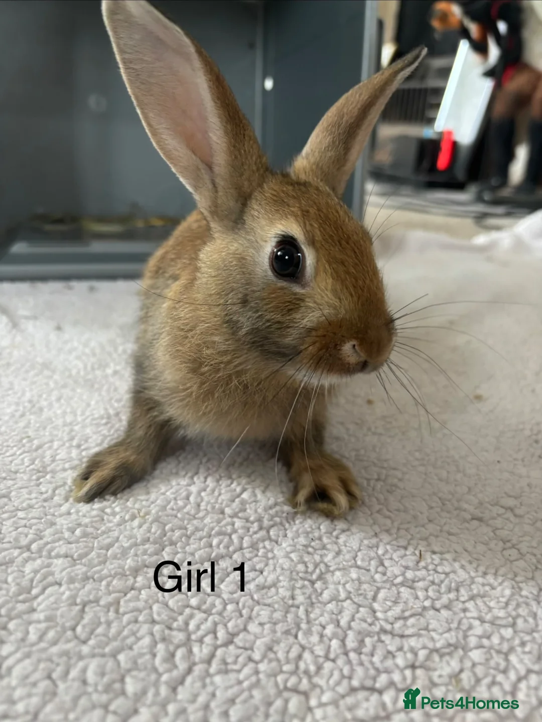 English Lop rabbits for sale: Himalayan x lop bunnies  - Advert 1