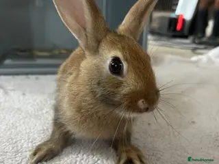English Lop rabbits Himalayan x lop bunnies - Advert 2
