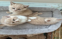 British Shorthair cats for sale: 3 LEFT - TICA BRITISH SHORTHAIRED KITTENS - Image 26