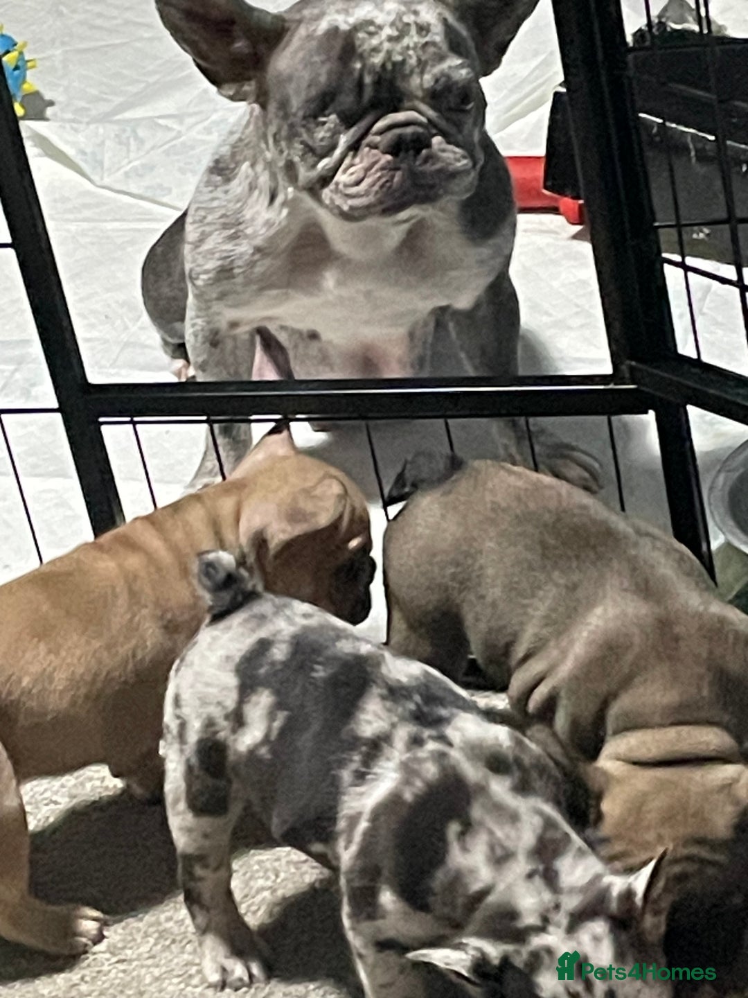 French Bulldog dogs for sale: Three boys left  - Advert 3