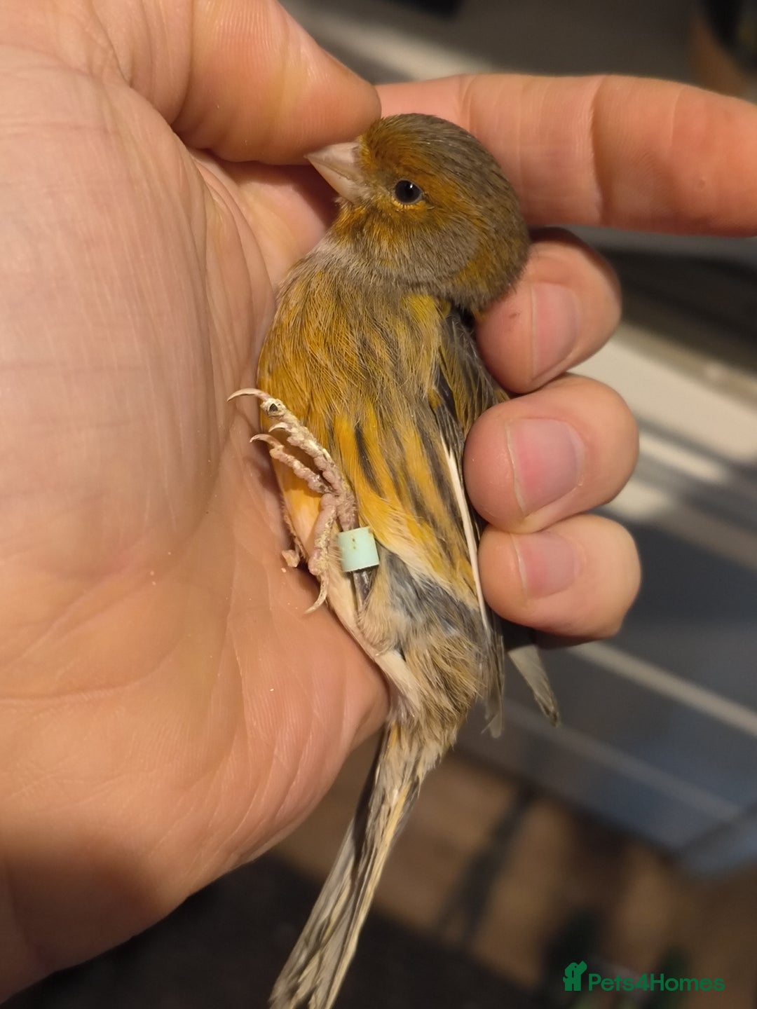 Canaries birds for sale: 5 beautiful 2025 canaries  - Advert 6