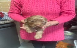 Cockapoo dogs for sale: Miniature f1 cockerpoos  - Image 4