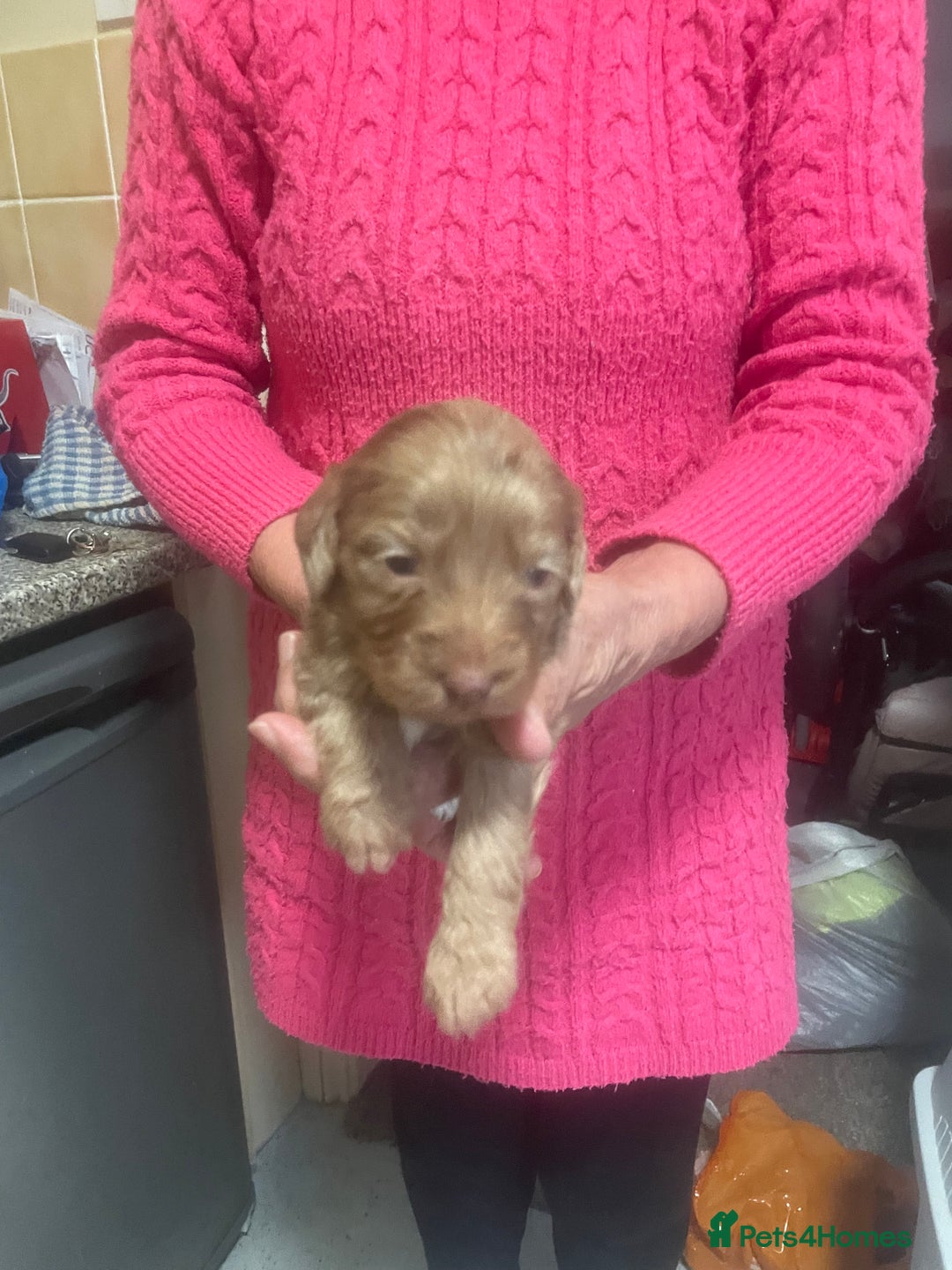 Cockapoo dogs for sale: Miniature f1 cockerpoos  - Image 4