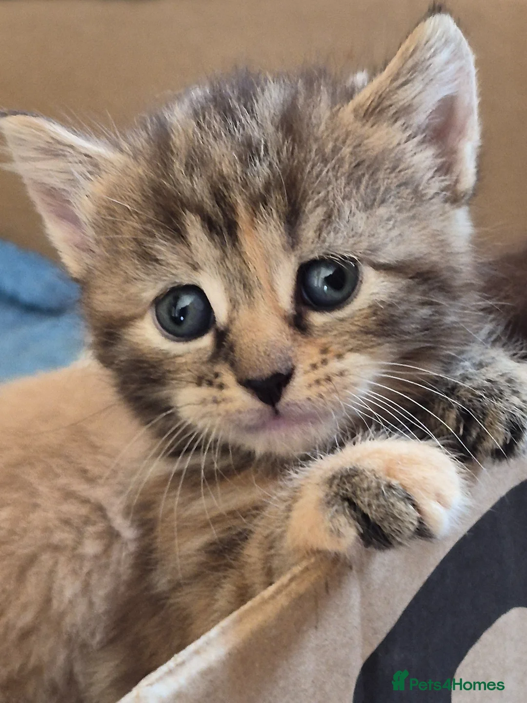 Mixed Breed cats for sale: Super cute kittens 😻 - Advert 1