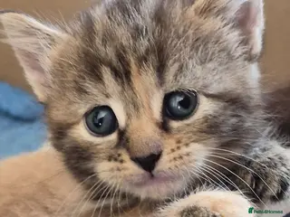 Mixed Breed cats Super cute kittens 😻 - Advert 1