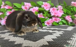 Mini Lop rabbits for sale: READY TO GO! Mini Lop Boys (2 Left) - Image 4