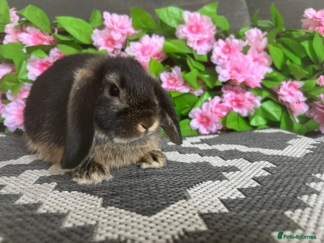 Mini Lop rabbits for sale: READY TO GO! Mini Lop Boys (2 Left) - Image 4