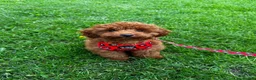 Toy Poodle dogs for stud: KC registered Red fox Toy poodle for stud  in Stoke-on-Trent - Advert 8