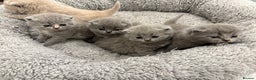 British Shorthair cats for sale: BSH kittens for sale from pedigree parents - Advert 12