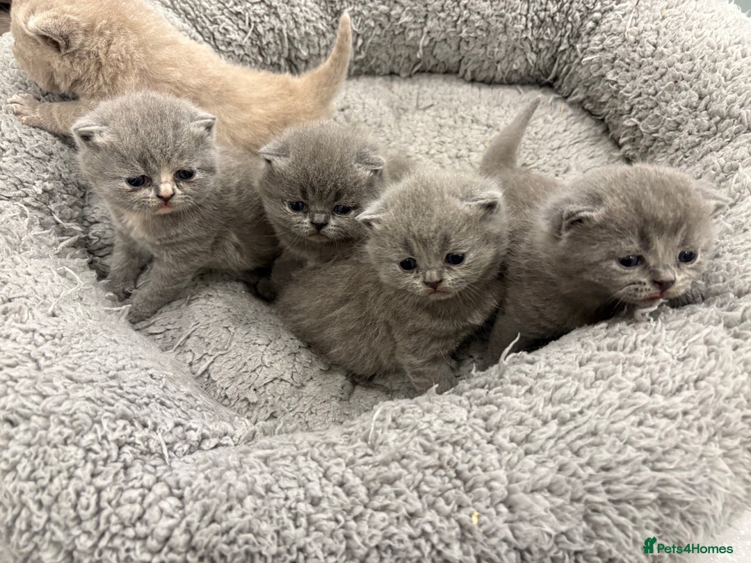 British Shorthair cats for sale: BSH kittens for sale from pedigree parents - Advert 12