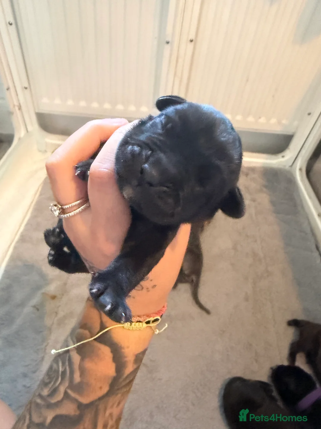 Cane Corso dogs for sale: chunky cane corso puppies  - Advert 2