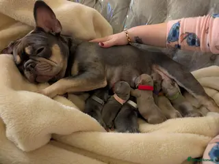 French Bulldog dogs Puppy frenchies - Advert 9