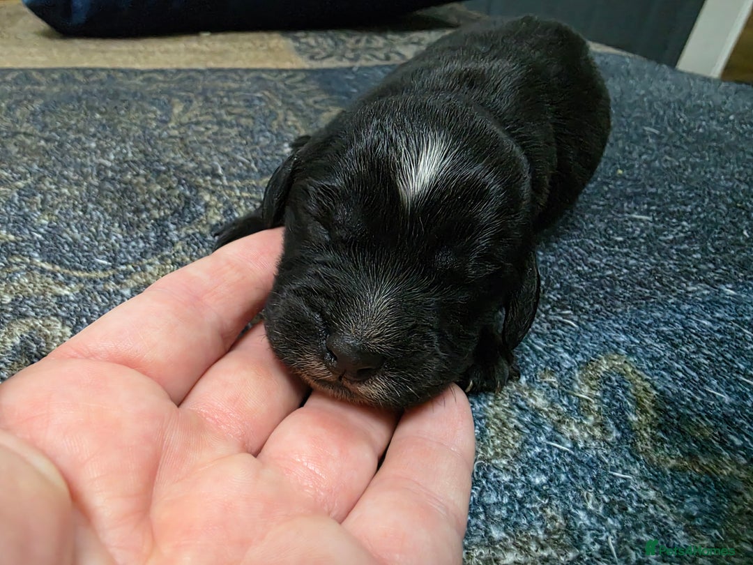 Cocker Spaniel dogs for sale: last puppy (girl) of the Working Cocker Spaniel - Advert 29