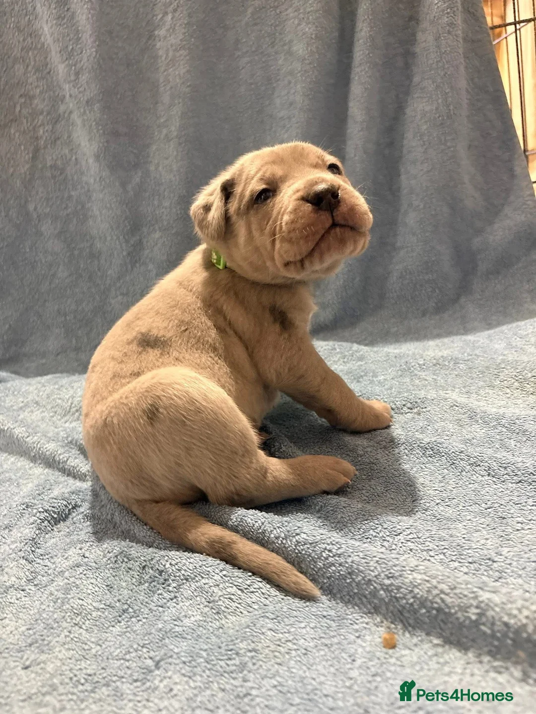 Cane Corso dogs for sale: 🏆 CHAMPION CANE CORSO PUPS 🏆/KC REGISTERED MERLE - Advert 23