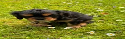 Cavalier King Charles Spaniel dogs for sale: Cavalier King Charles Spaniel Puppies - Advert 7