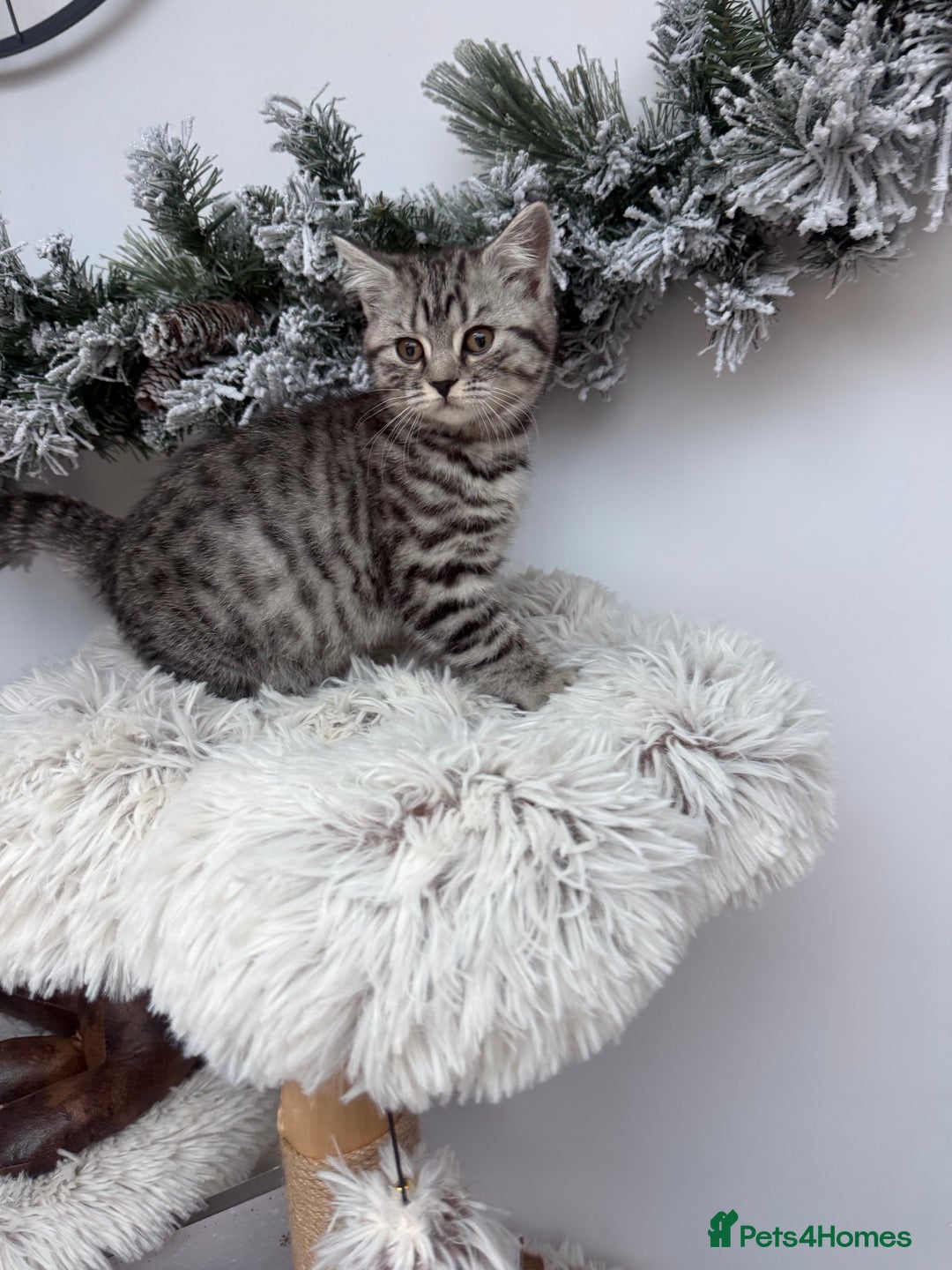 Brazilian Shorthair cats for sale: British shorthair  - Advert 7