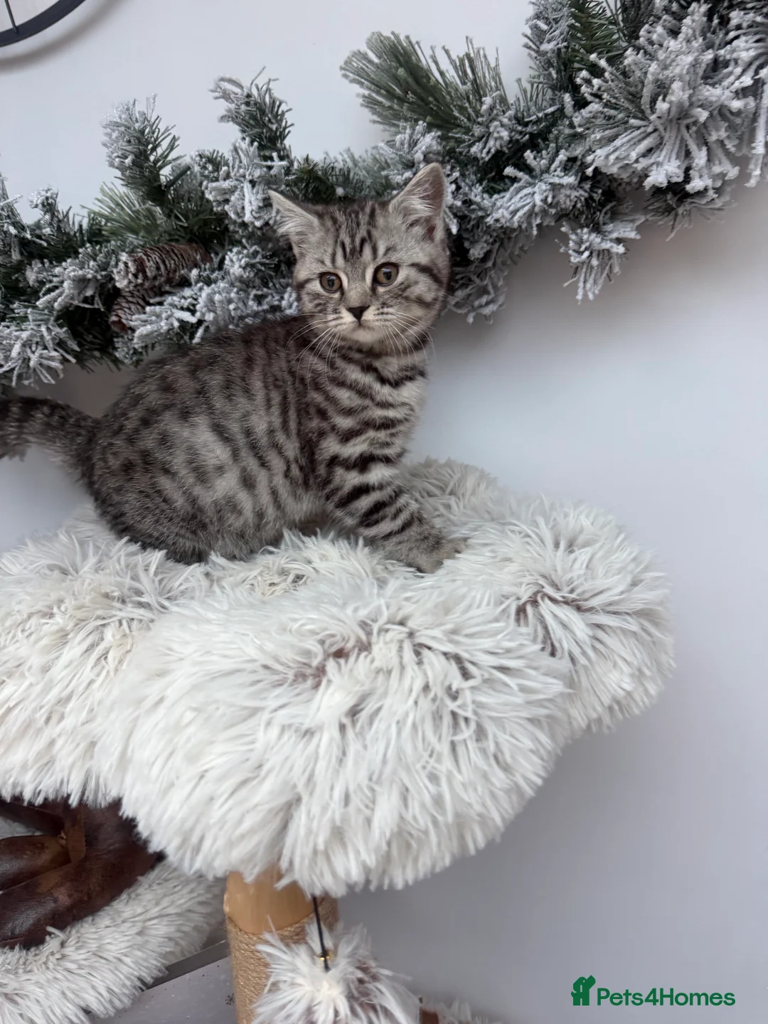 Brazilian Shorthair cats for sale: British shorthair  - Advert 7