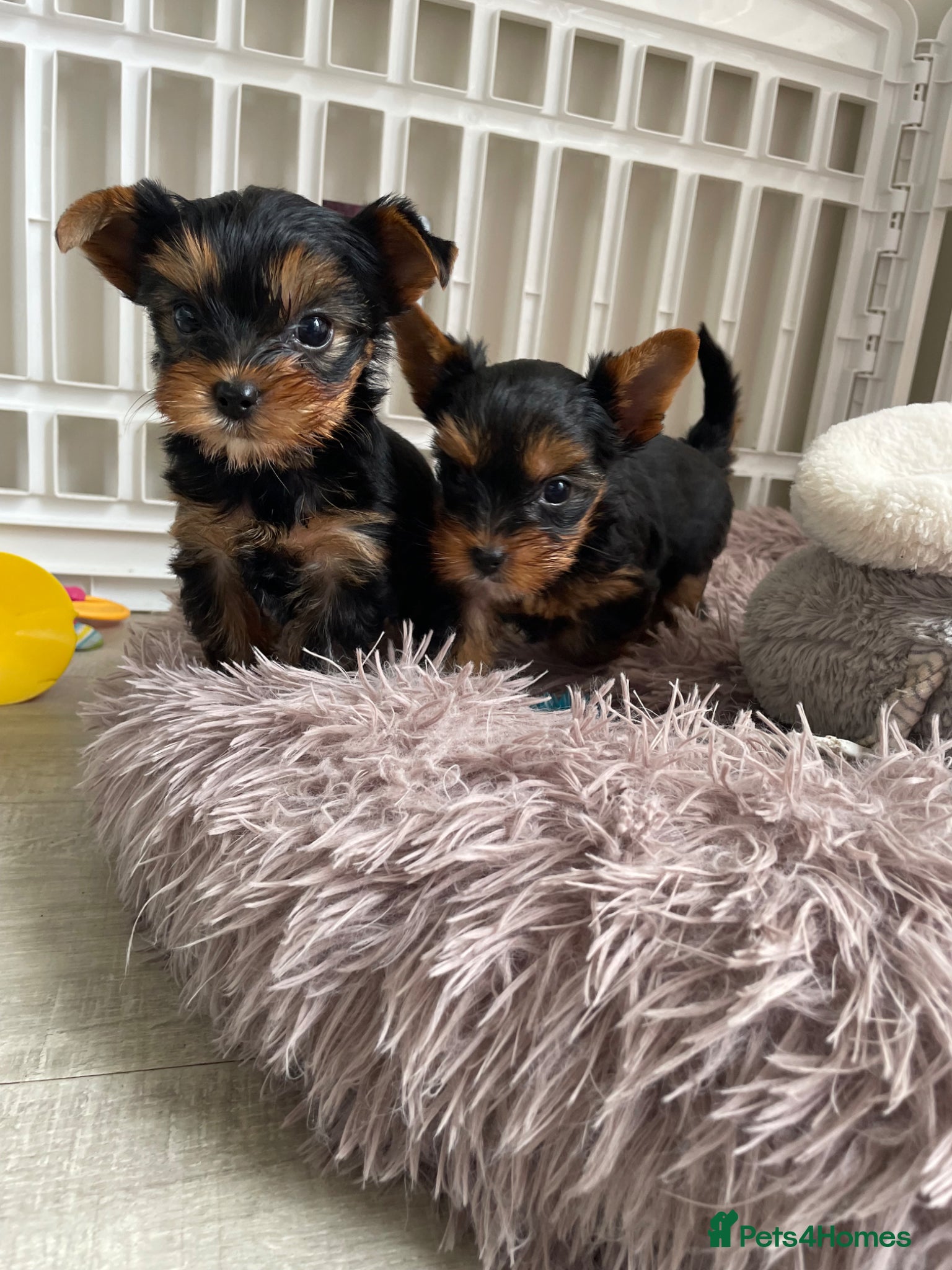 Yorkshire Terrier dogs KC reg tiny Yorkshire terrier puppies. - Advert 1