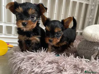 Yorkshire Terrier dogs KC reg tiny Yorkshire terrier puppies. - Advert 1