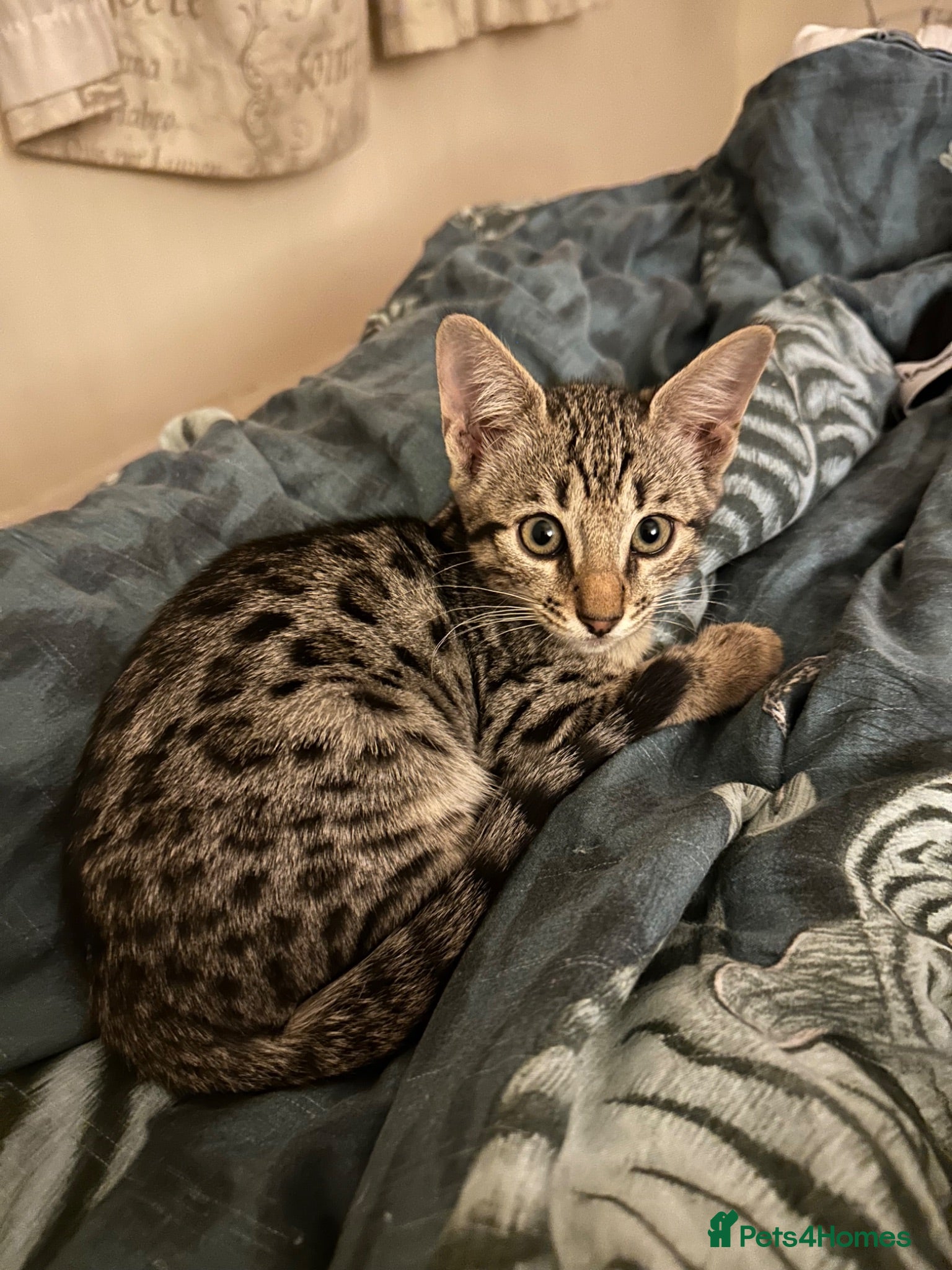 Bengal cats Stunning Snow Sepia Bengal x Savannah Kitten  - Advert 2