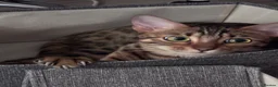 Bengal cats for sale: Female Bengal cat Fifi - Advert 10