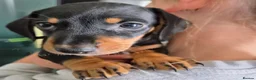 Miniature Dachshund dogs for sale: 1 puppy minature dachshund boy avaliable - Advert 6
