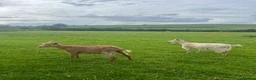 Goats livestock for sale: 3 golden guernsey cross girls in Pencader - Advert 4