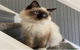 Ragdoll cats for sale: 4 pure ragdoll kittens for sale - Image 5