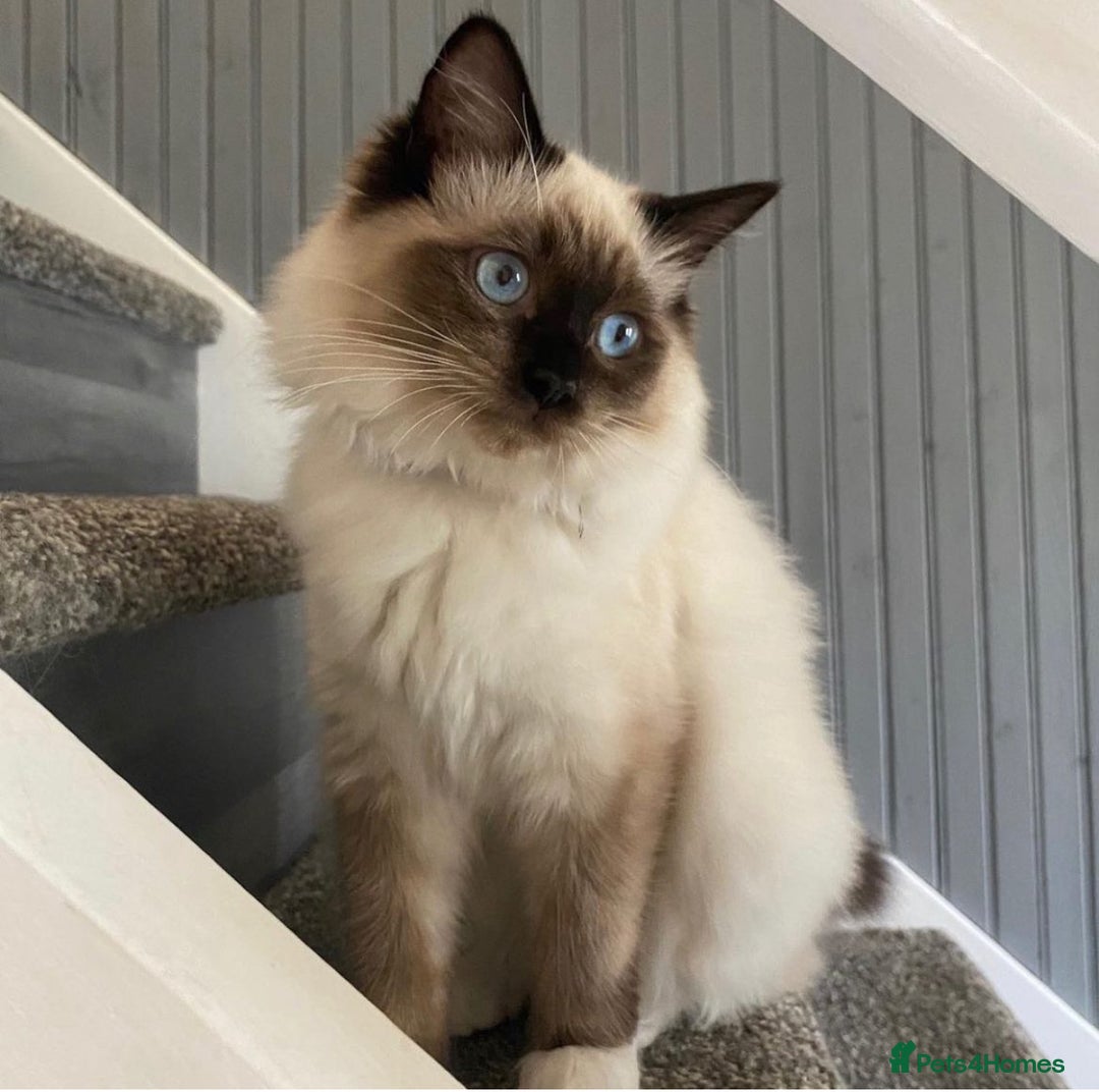 Ragdoll cats for sale: 4 pure ragdoll kittens for sale - Image 5