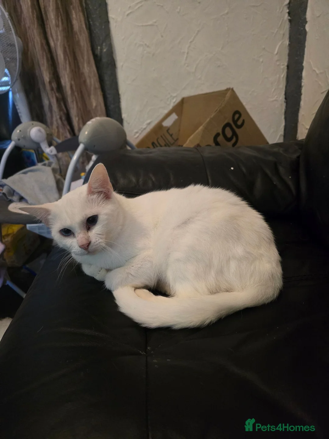 Mixed Breed cats for sale: White cat - Advert 2