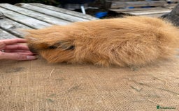 Guinea Pig rodents for sale: Pure bred California & Swiss guineapigs  - Image 3