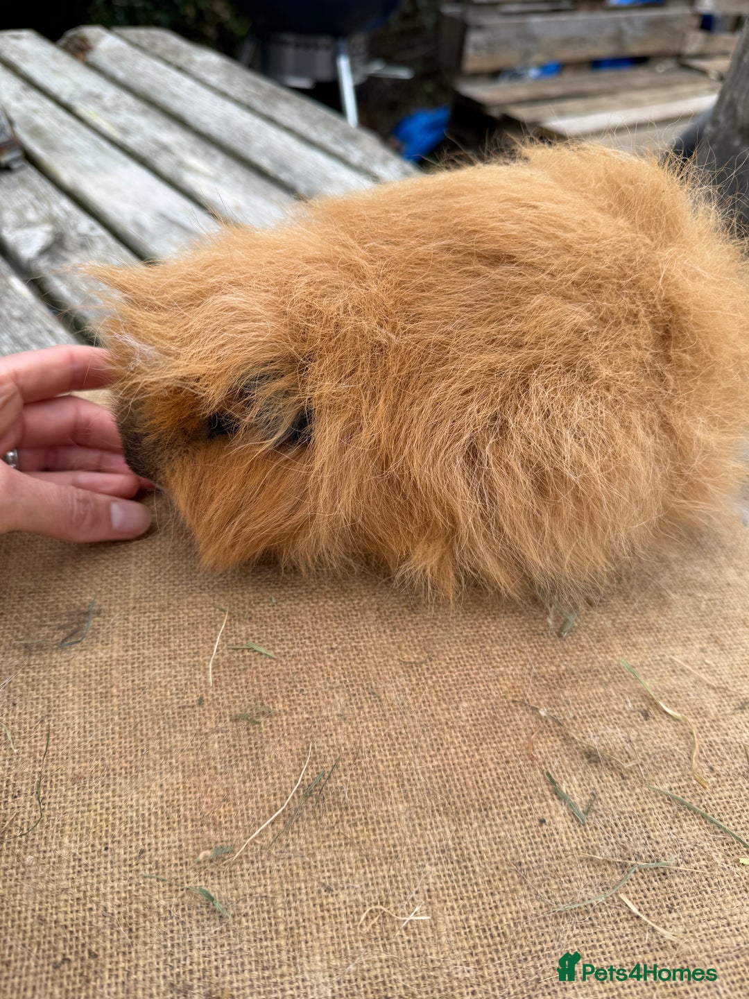 Guinea Pig rodents for sale: Pure bred California & Swiss guineapigs  - Image 3