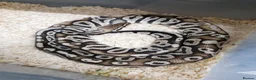 Python Snake reptiles for sale: Ball pythons adult females and hatchlings  - Advert 8