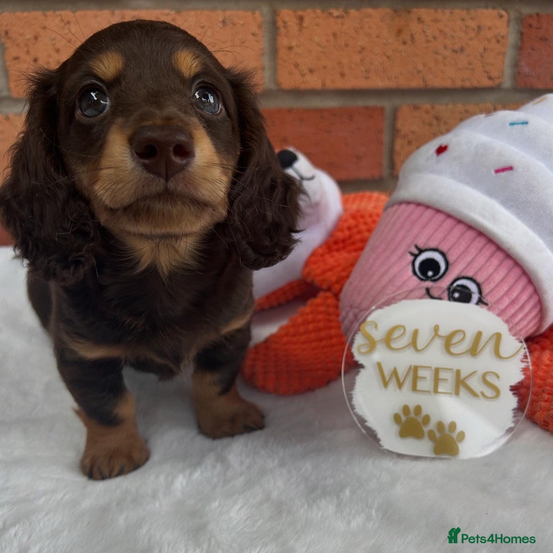 Miniature Dachshund dogs for sale: 🤍🐾🐻STUNNING LONG HAIR CHOC & TAN 🐻🐾🤍 - Image 8