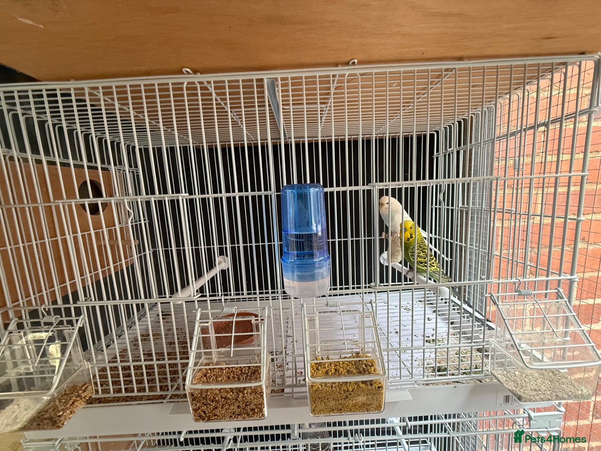 Budgerigars birds Breeding Budgies & Male Budgie - Advert 21