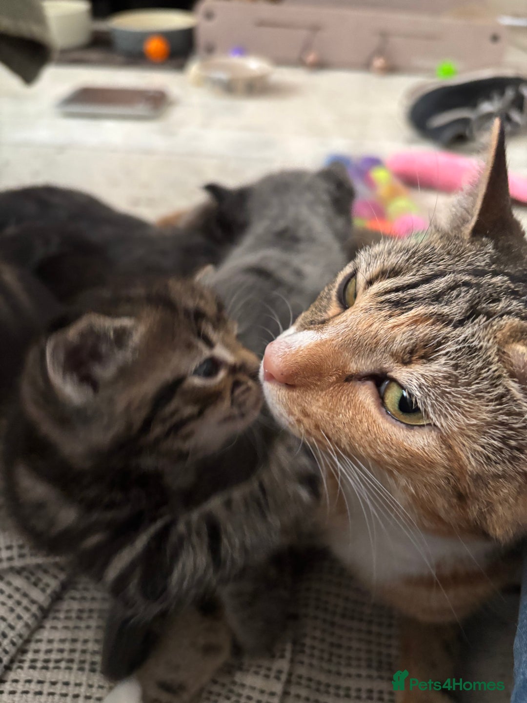Domestic Shorthair cats for sale: Last Little Lovebug Left! - Image 3