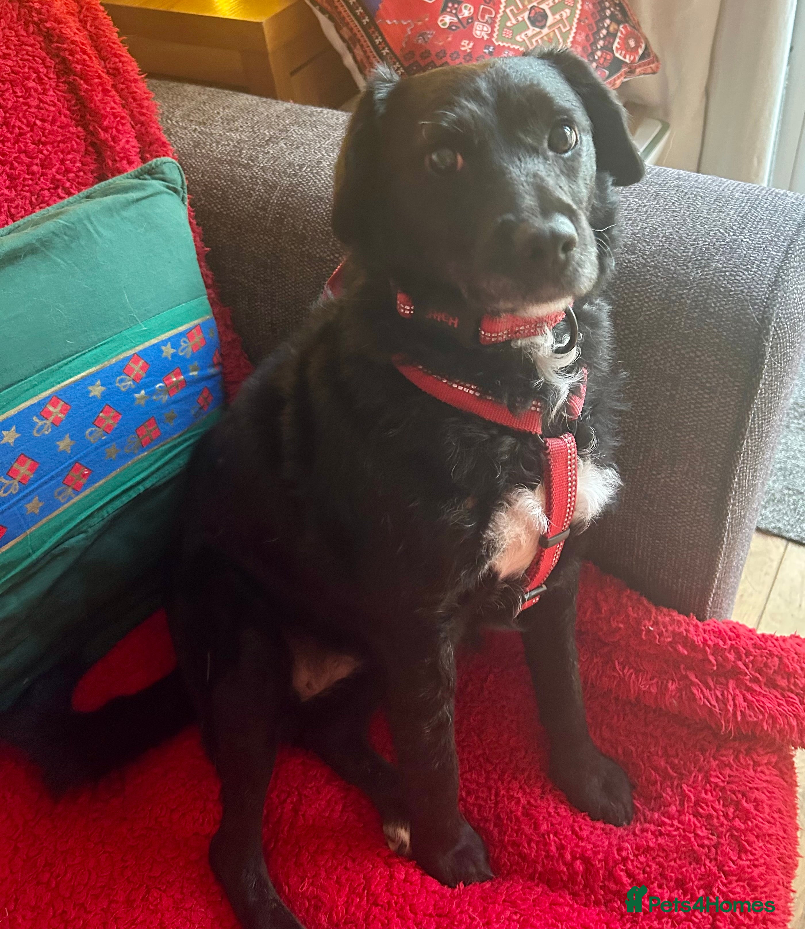 Mixed Breed dogs Milly is looking for her new home! - Advert 10