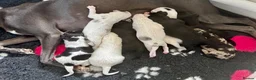 Mixed Breed dogs for sale: Gorgeous Whippet x Poodle puppies - Advert 5